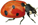 Decorative item - ladybug: